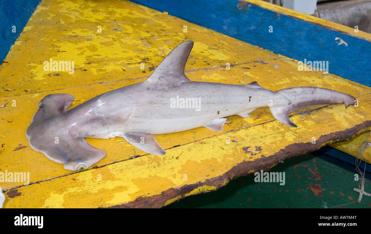 Tiburón martillo de Fotografía de stock Alamy