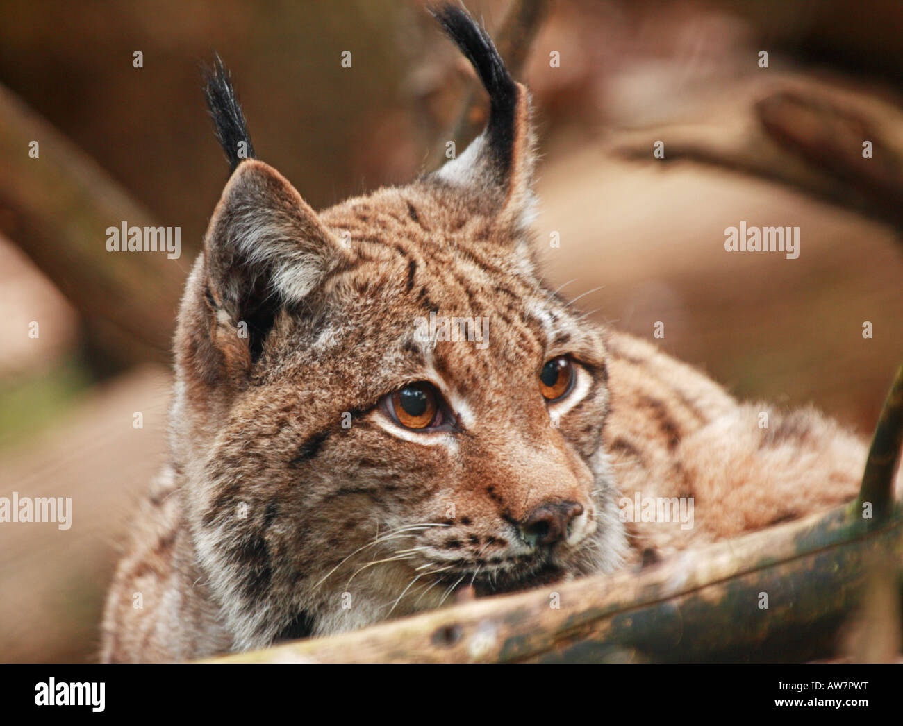 Hembra de lince euroasiático Lynx lynx Foto de stock