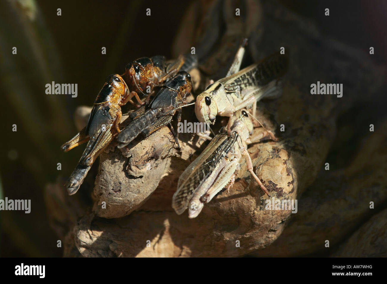 El grupo de la langosta del desierto Foto de stock