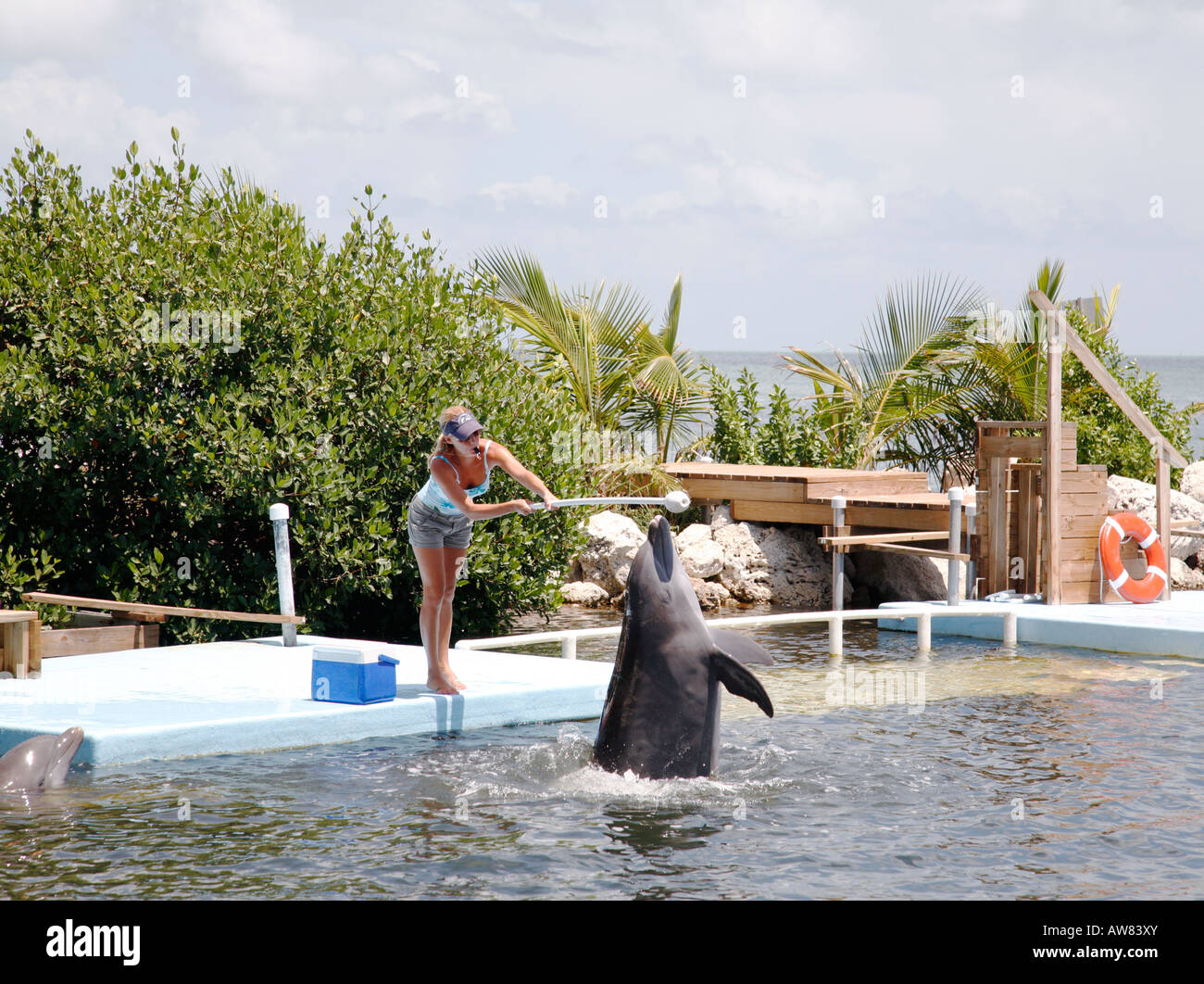 Entrenador de delfines en el trabajo en el centro de investigación de delfines en las llaves de Florida, EE.UU. Foto de stock