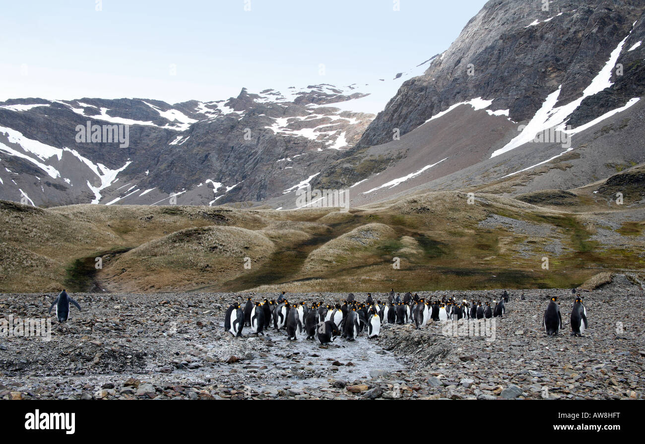 Pingüinos rey adaptarse a las duras condiciones antárticas en la isla de Georgia del Sur Foto de stock
