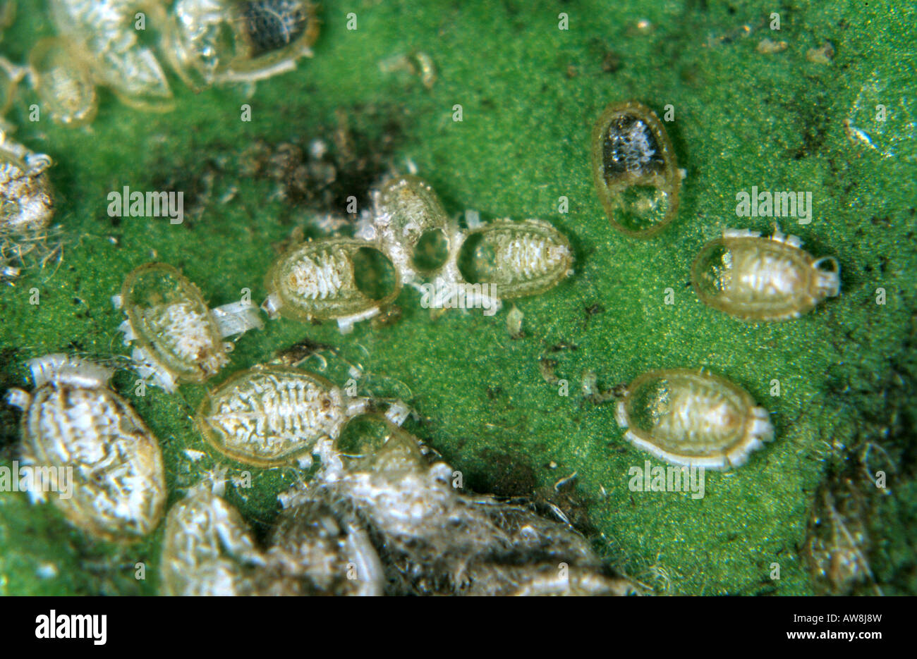 Orificios de salida de una avispa parasitoide Cales noecki posiblemente de mosca blanca Aleurothrixus floccosus cítricos Foto de stock