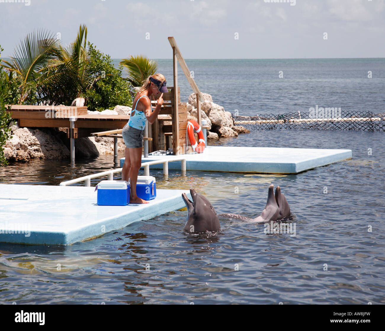 Un entrenador de delfines en el trabajo en el Centro de Investigación de delfines en las llaves de Florida, EE.UU. Foto de stock