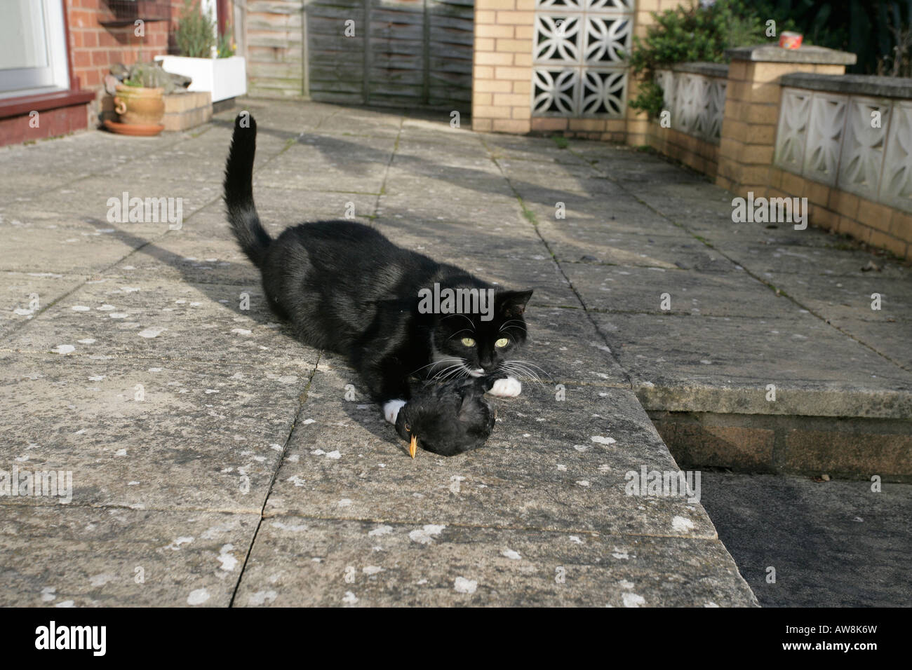 Gato doméstico con dead blackbird Foto de stock