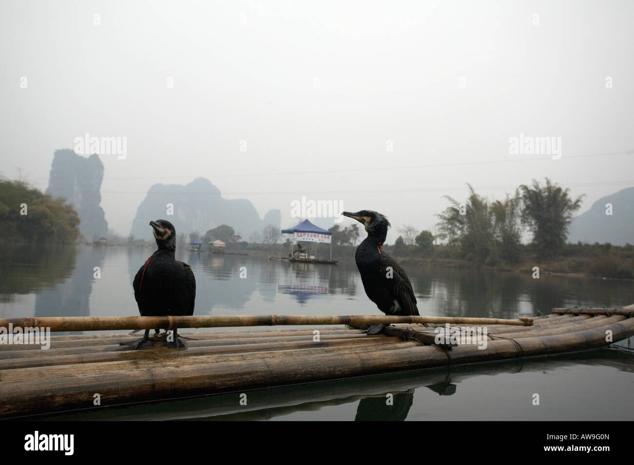 Cormorán de aves en el río Li en Guilin y Yangshuo, región de la región autónoma de Guangxi en la República Popular de China PRC Foto de stock