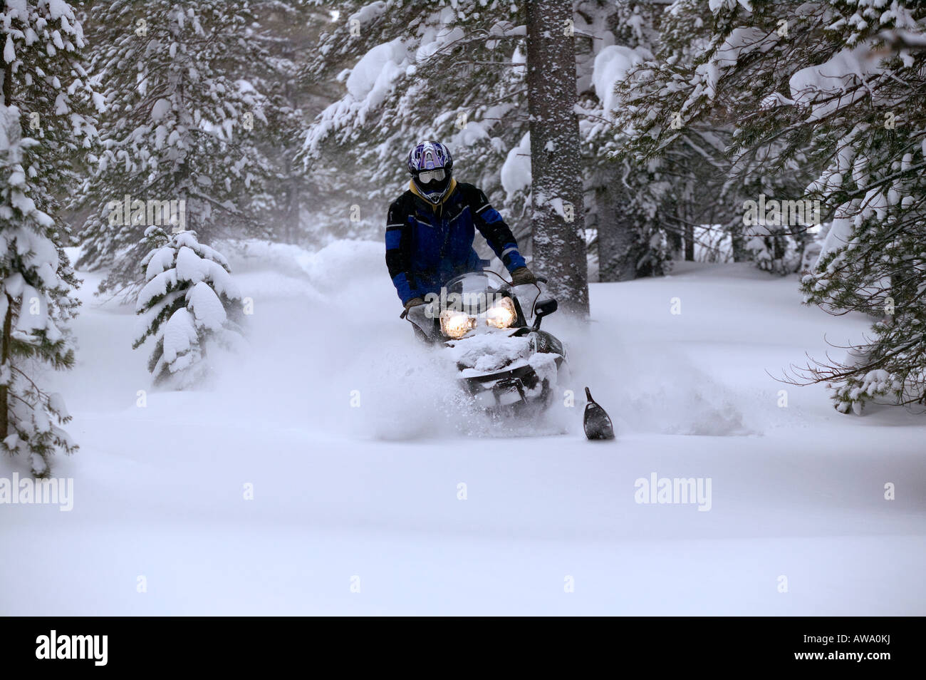 Nieve en nieve polvo Inyo forest california Foto de stock