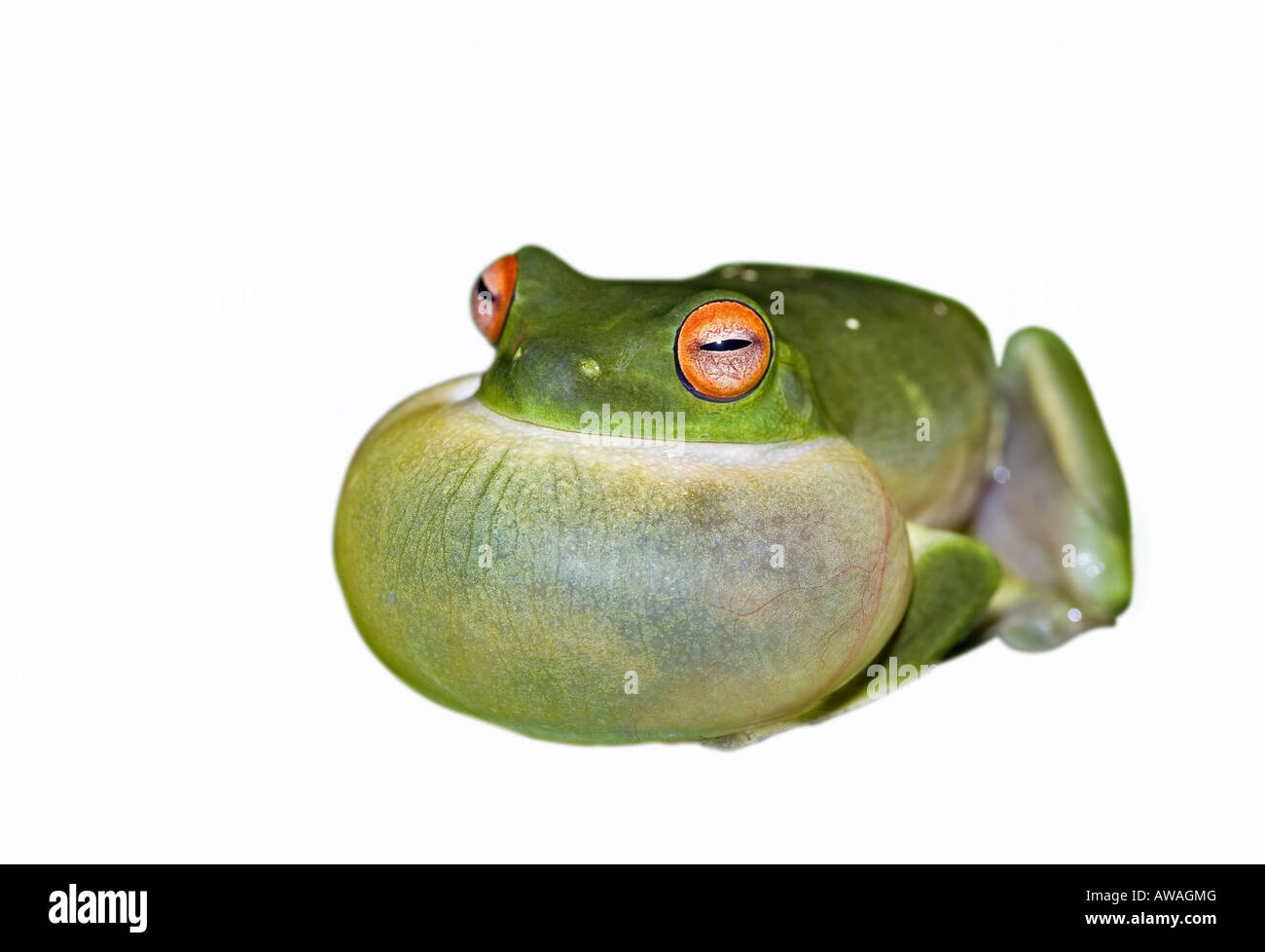 La rana arborícola verde todos engreído acerca a croar aislado en blanco Foto de stock