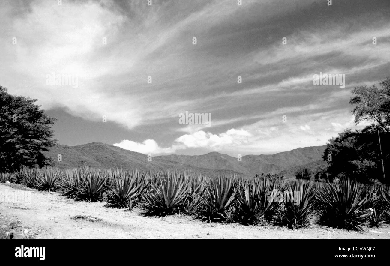 Paisaje del campo de agave en tequila Imágenes de stock en blanco y