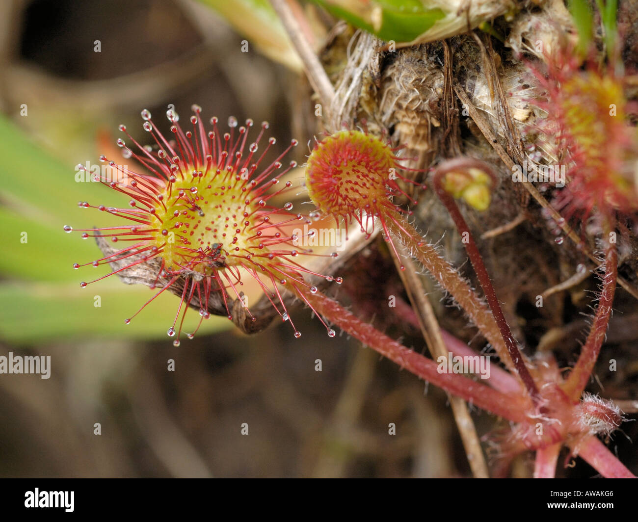 Round-dejados Sundew Drosera rotundifolia, hojas con insectos Foto de stock