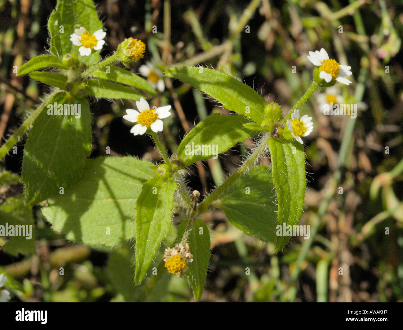 Shaggy soldado flor, Galinsoga quadriradiata Foto de stock