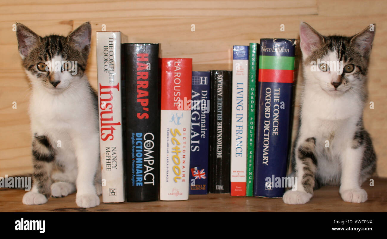 Billie y Millie imagen espejo gatito gemelos actuando como sujetalibros apoyar libros en una estantería Foto de stock