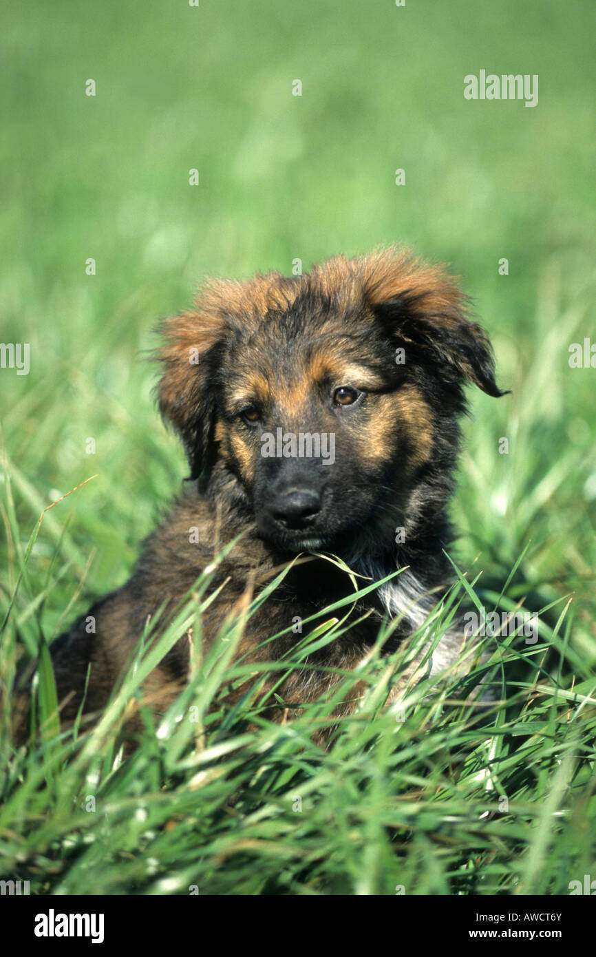 Perro de raza mixta (Canidae) Foto de stock