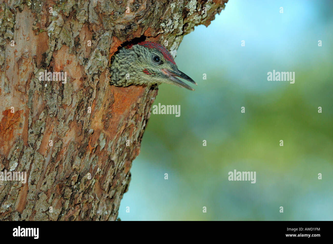 Pájaro carpintero verde (Picus viridis), callow asomándose por el agujero de anidación Foto de stock