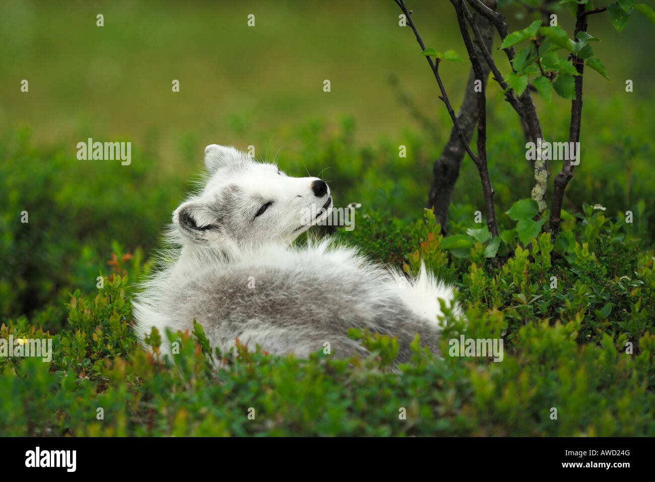 Zorro ártico (Alopex lagopus) descansando en Fjellbirken bosque, Noruega, Escandinavia, Europa Foto de stock