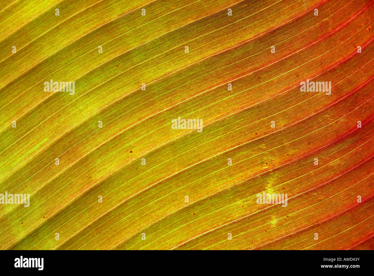 Detalle foto de una hoja de plátano, la Isla de Mainau, Alemania