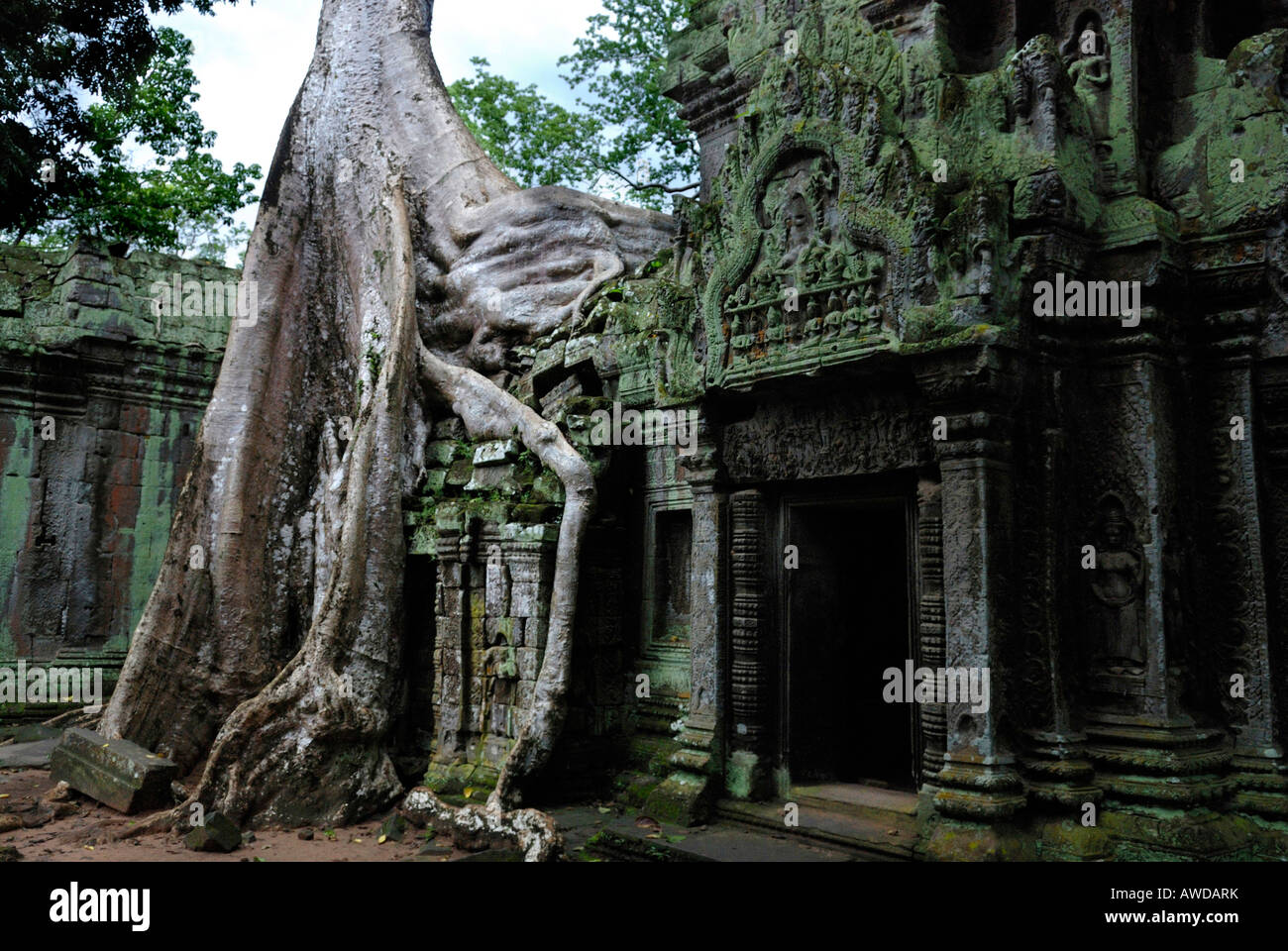 Las raíces de un gigantesco árbol tropical creciendo sobre los de Ta Prohm runins tempel, Angkor, Camboya Foto de stock