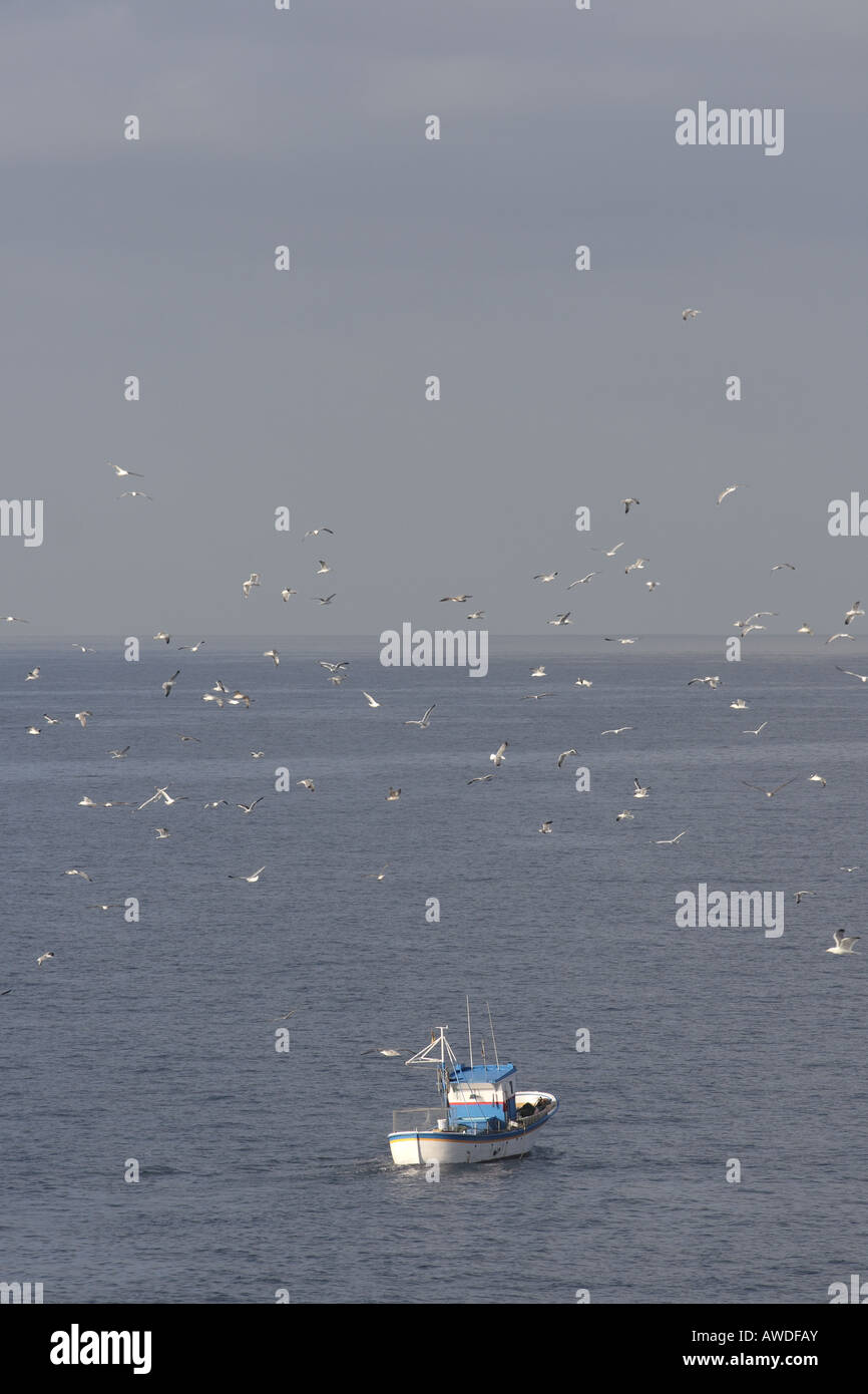 Las gaviotas vuelan alrededor de un barco de pesca cuando sale de la Playa San Juan Tenerife Islas Canarias Foto de stock