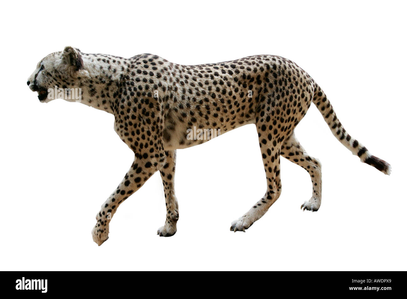 Reconstrucción de leopardo depredador extinto modelo antiguo exhiben Recortar recorta fondo blanco rellenas de recorte recorte de esquema Foto de stock