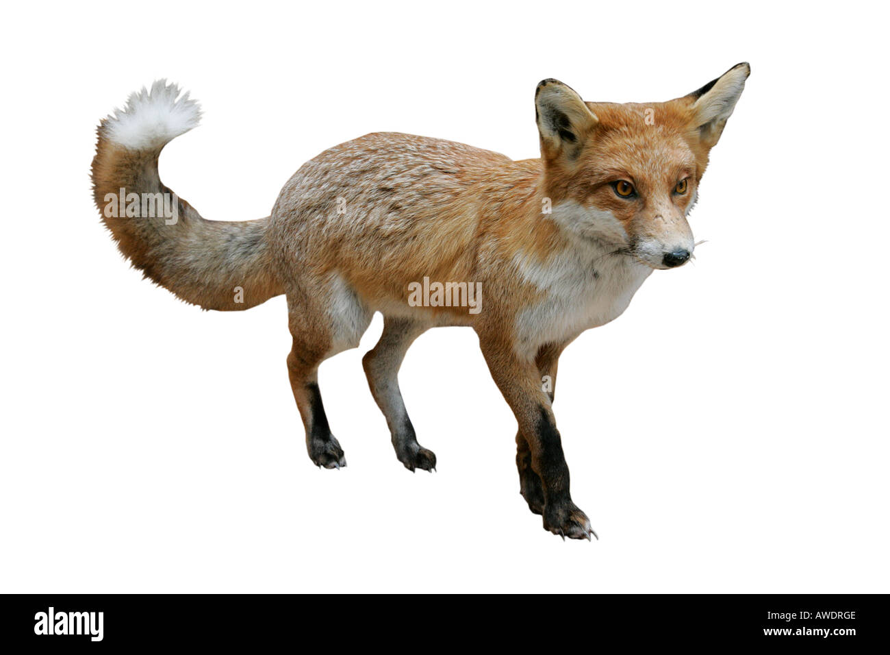 Fox reconstrucción depredador extinto modelo antiguo exhiben Recortar recorta fondo blanco rellenas de recorte recorte de esquema Foto de stock