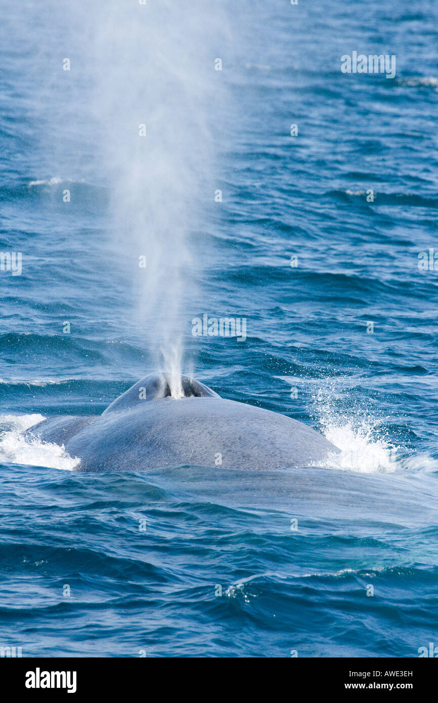Una ballena azul, Balaenoptera musculus, superficies y exhala frente a las costas de California, Estados Unidos. Foto de stock
