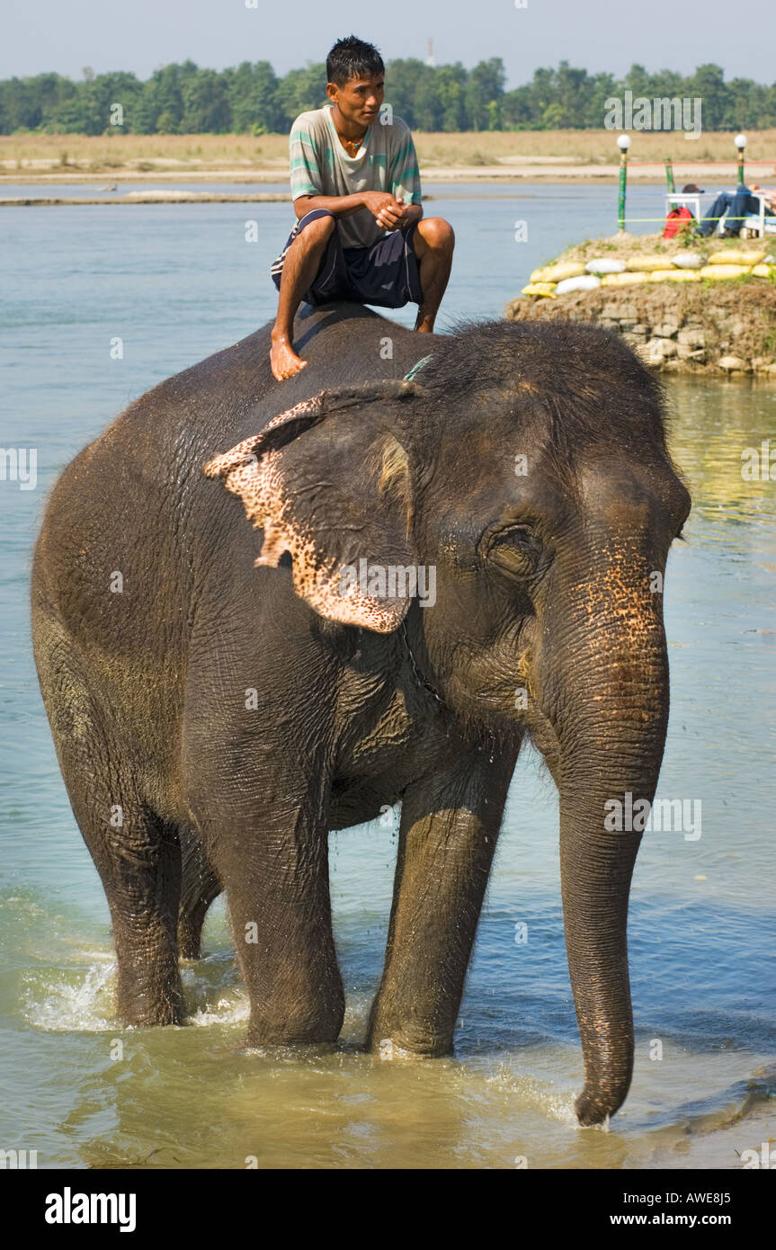Bañando al elefant en los bancos del río Rapoti Nepal Asia Royal Chitwan National Park parque nacional Foto de stock