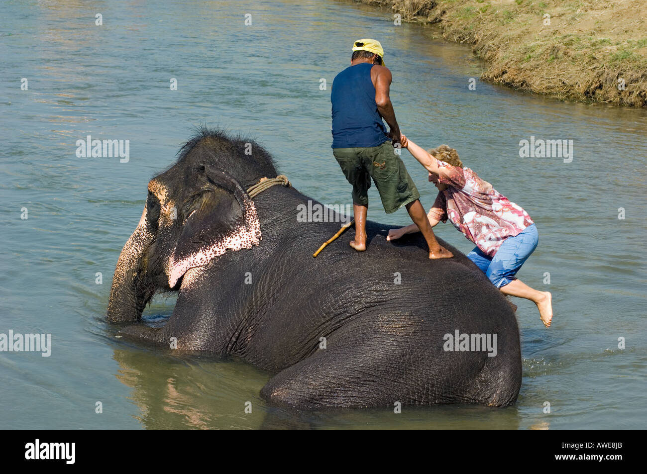 Bañando al elefant en los bancos del río Rapoti Nepal Asia Royal Chitwan National Park parque nacional mujer turista subir Foto de stock