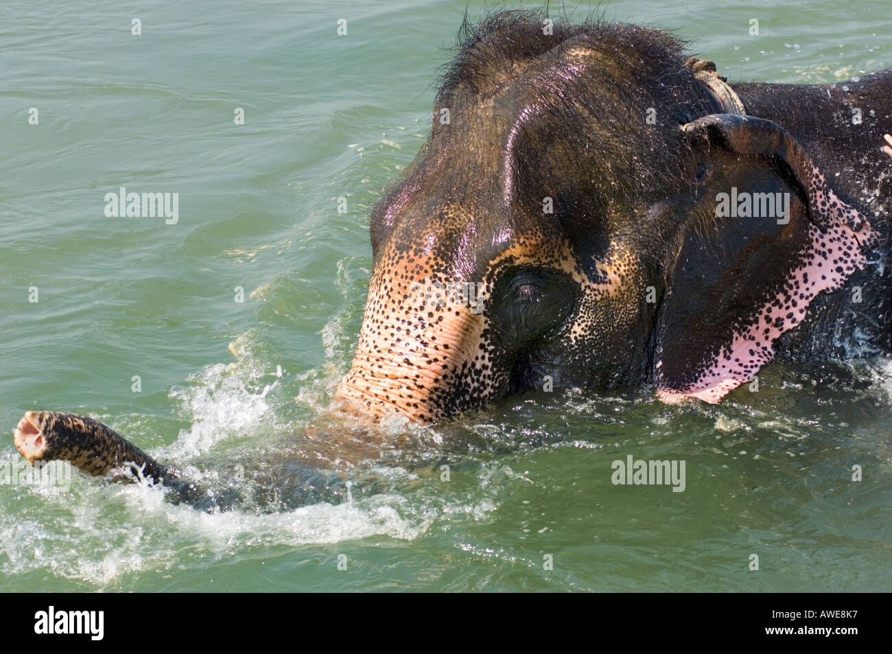 Bañando al elefant en los bancos del río Rapoti Nepal Asia Royal Chitwan National Park parque nacional Foto de stock