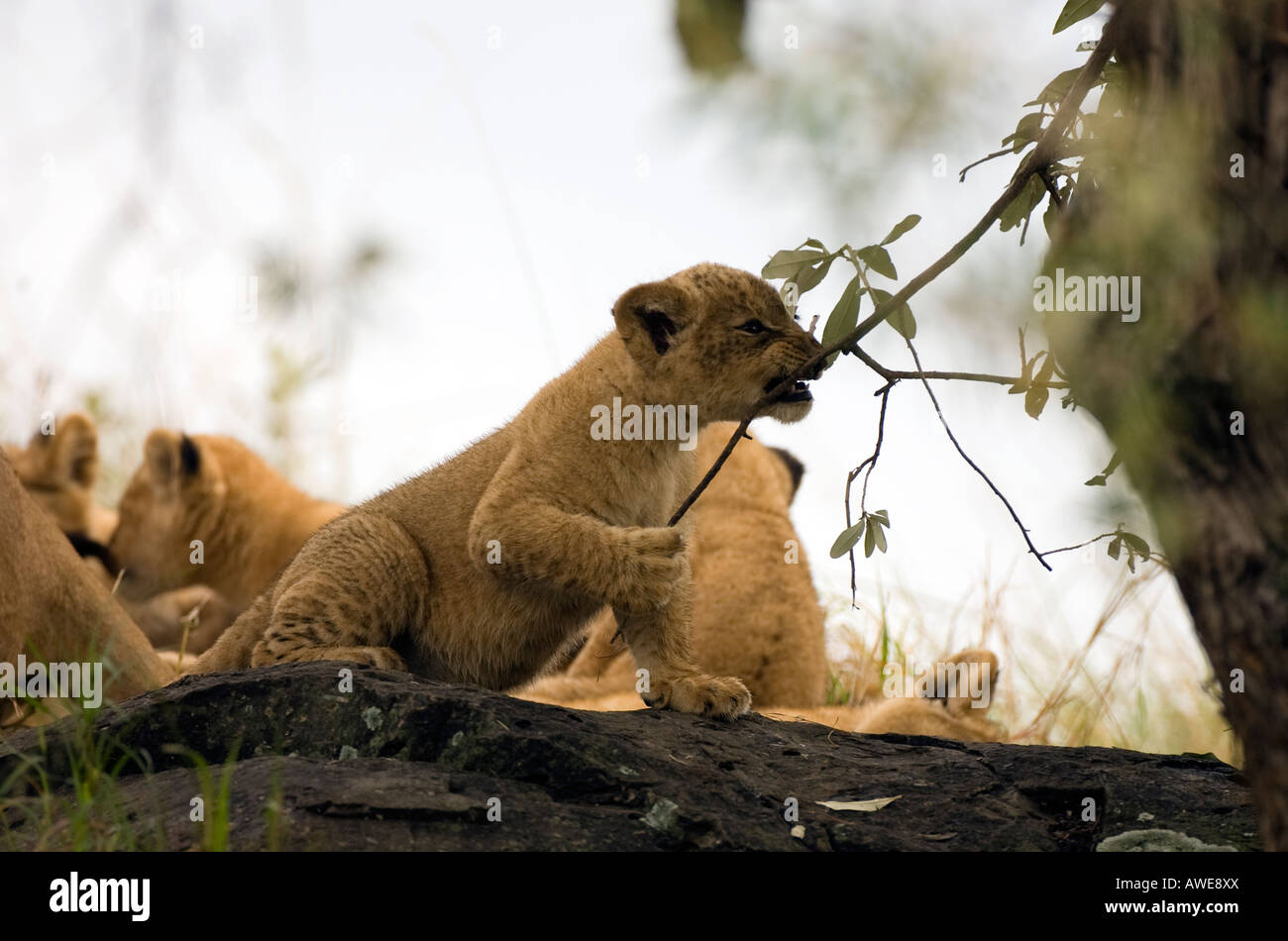 Cachorro de león (Panthera leo) jugando con el ramal Foto de stock