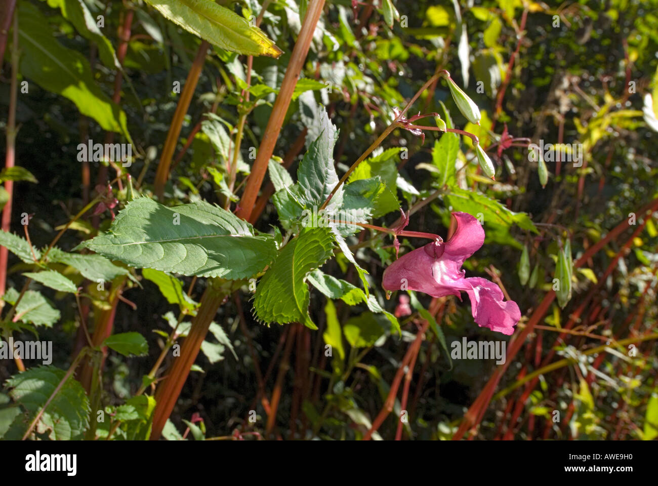 Impatiens glandulifera Emscherorchidee de las Balsamináceas Foto de stock