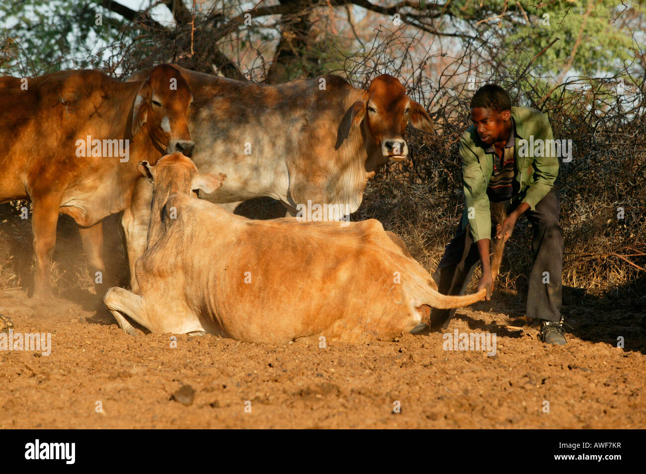 Vaca enferma está siendo tratada, Cattlepost Bothatoga, Botswana, África Foto de stock