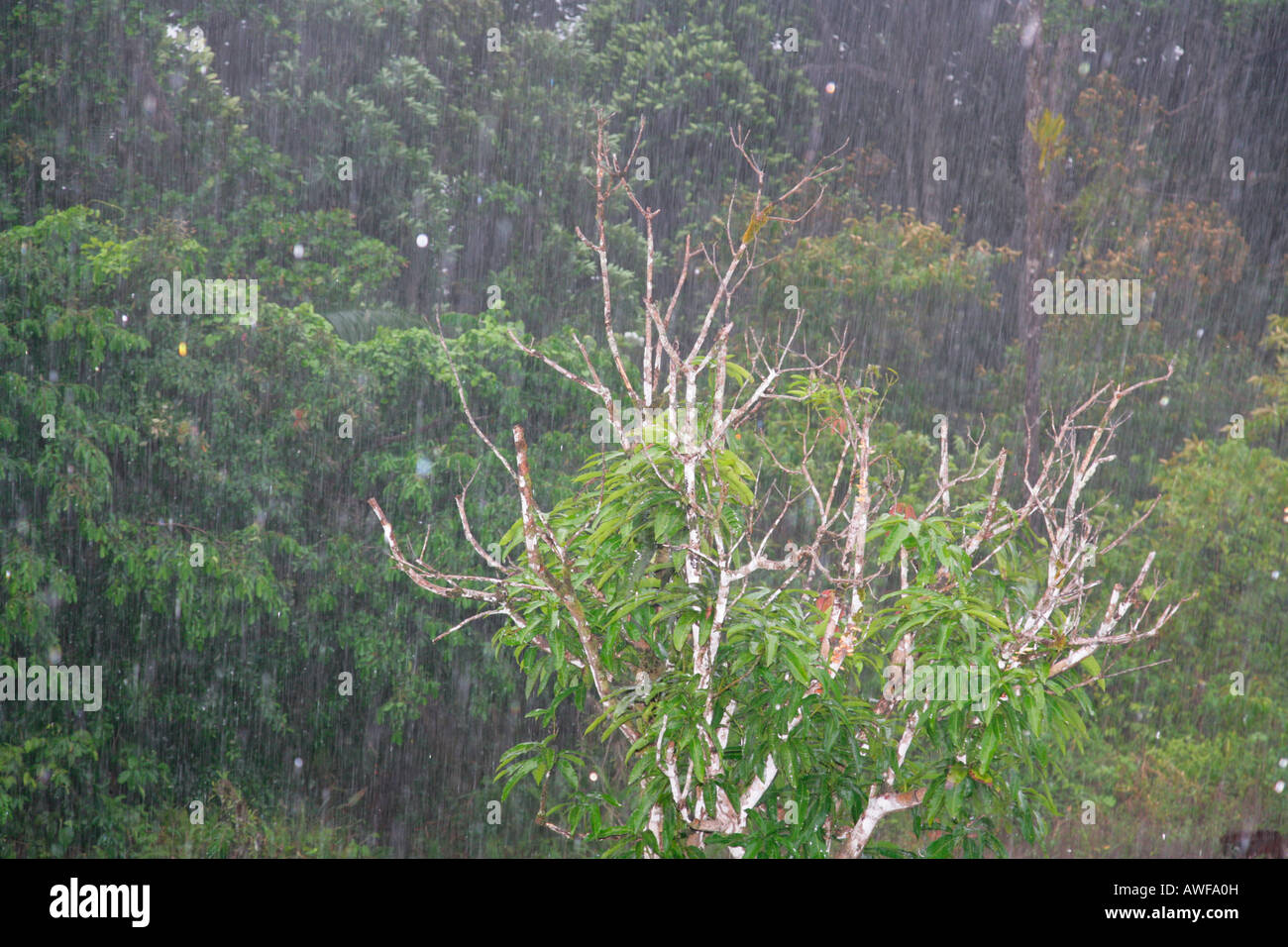 Las lluvias tropicales, Cataratas Kaieteur, Parque Nacional Potaro, Guyana, Sudamérica Foto de stock