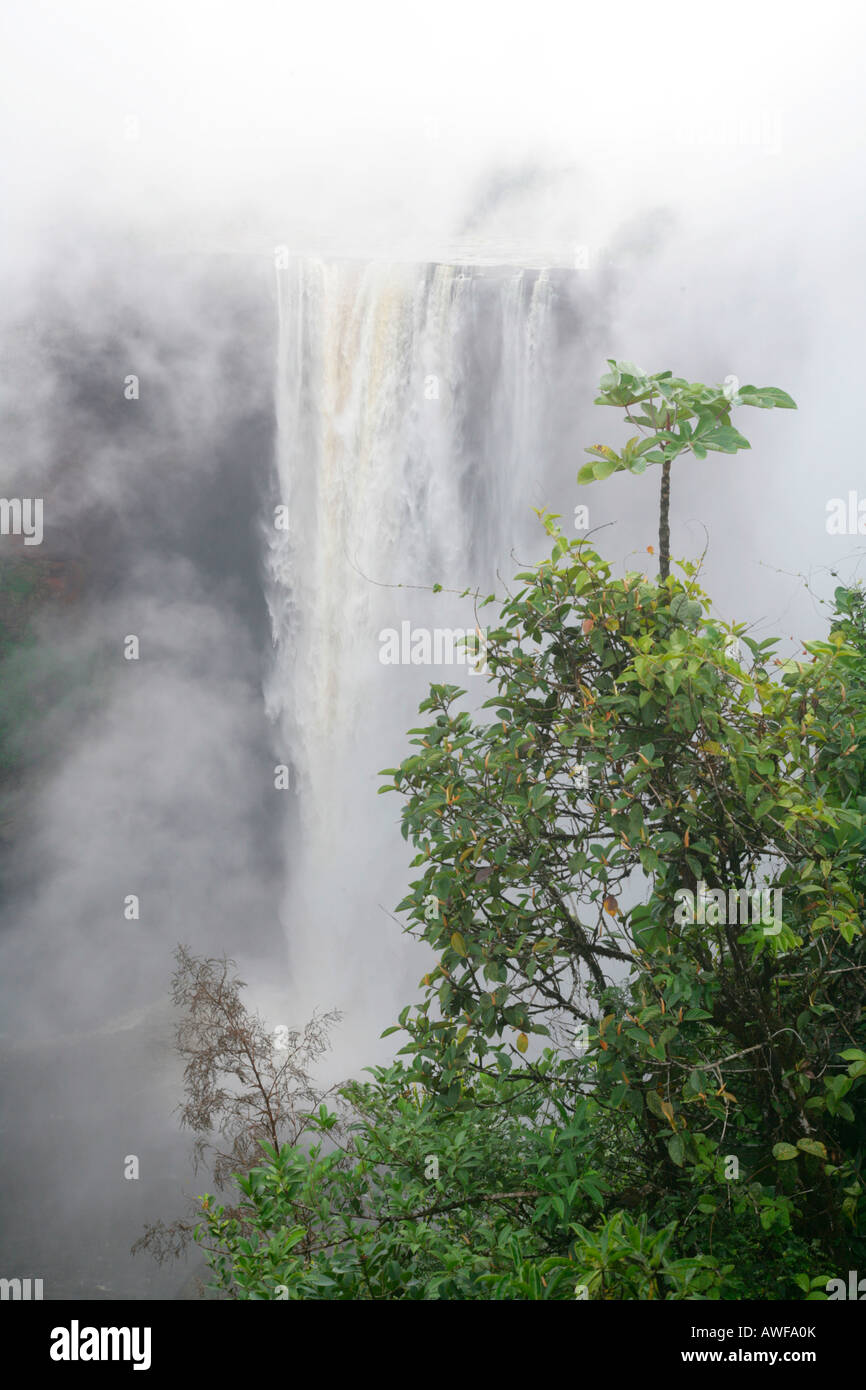 Después de las lluvias tropicales, Cataratas Kaieteur, Parque Nacional Potaro, Guyana, Sudamérica Foto de stock