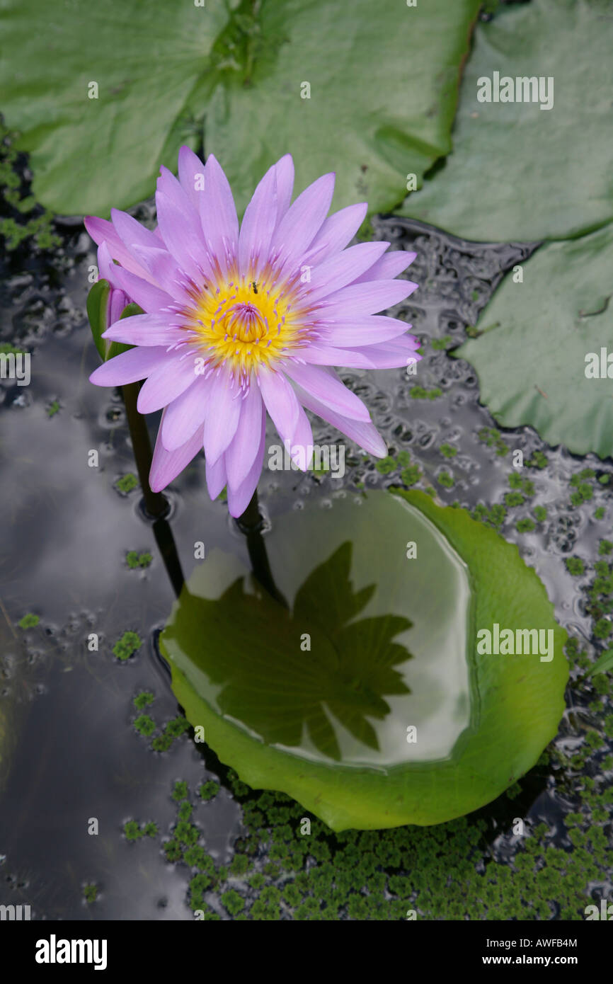 Waterlily (Nymphaeaceae), Guyana, Sudamérica Foto de stock