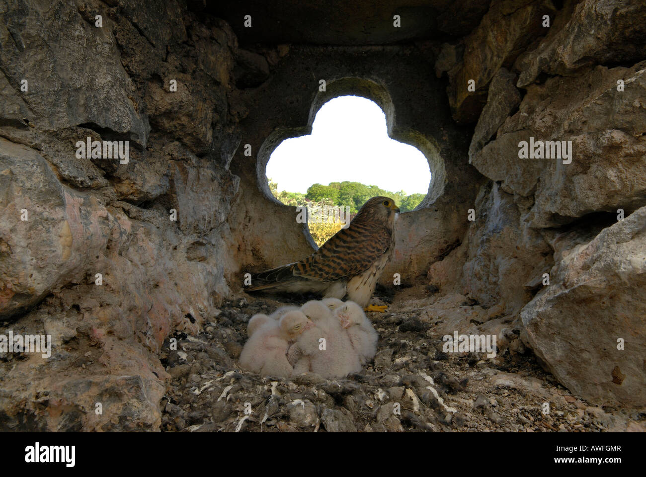 O común euroasiático de cernícalo (Falco tinnunculus) hembra con seis jóvenes en su nido en la torre de la iglesia Foto de stock