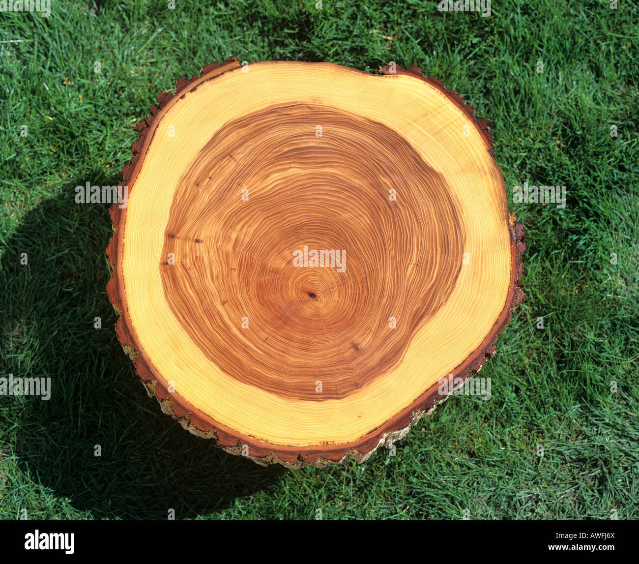 Sección transversal del tronco de un árbol: Anillos de árboles Foto de stock