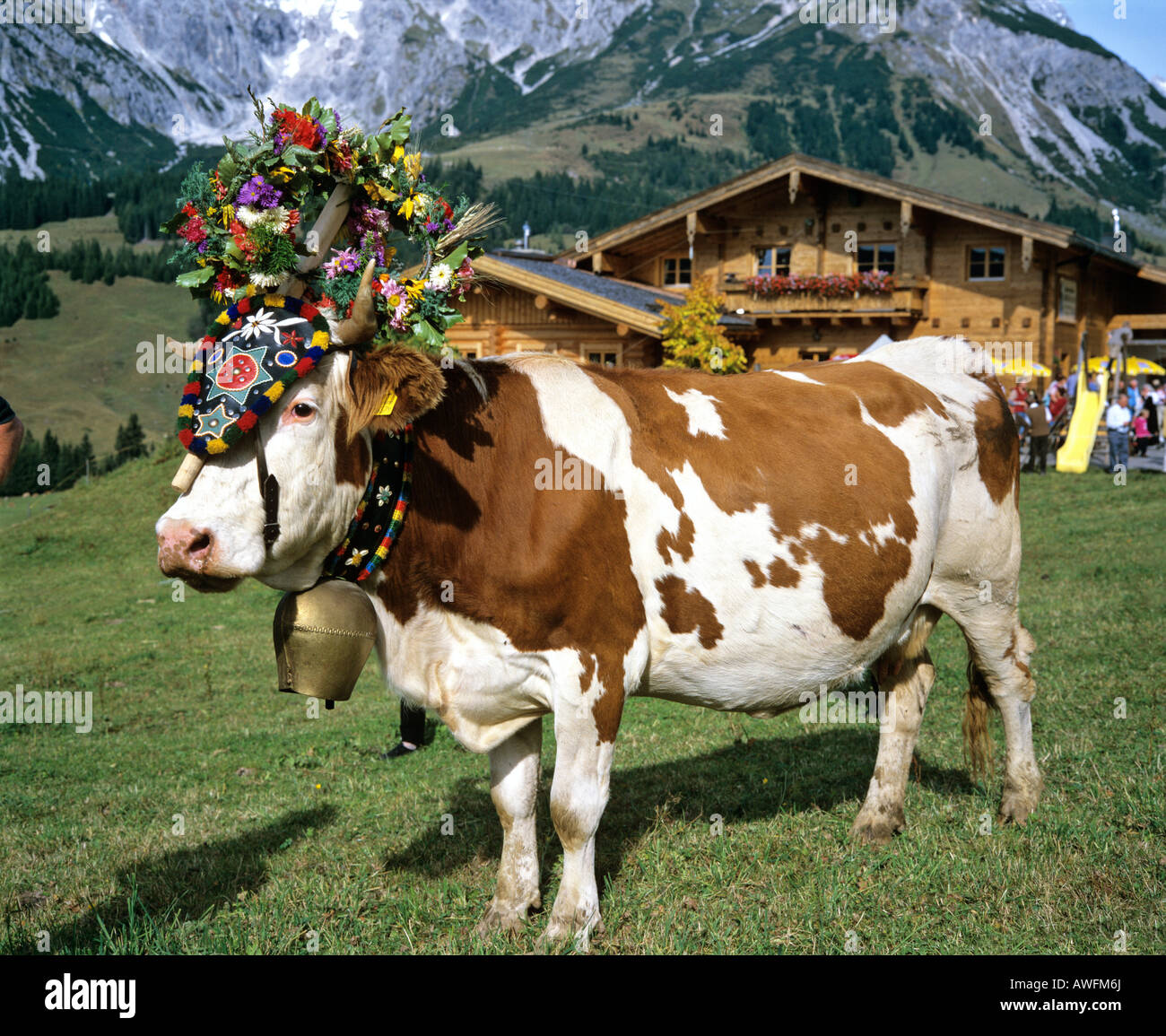 Alpine vacas decoradas según la costumbre, Austria, Europa Foto de stock
