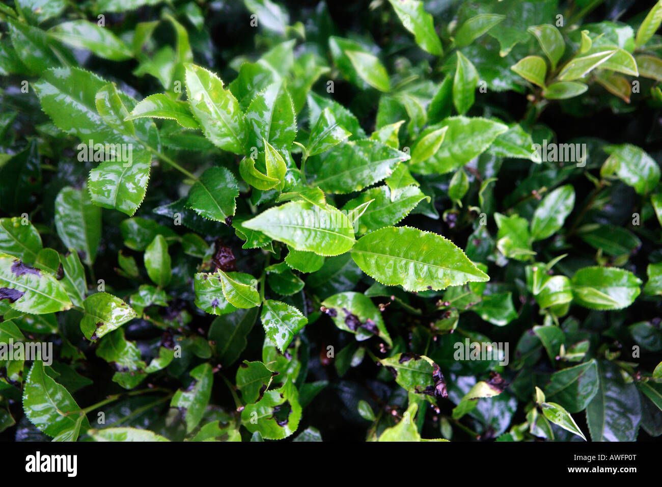 Plantas de té, Tieu Khu 69, hijo de la provincia, Vietnam, Asia Foto de stock