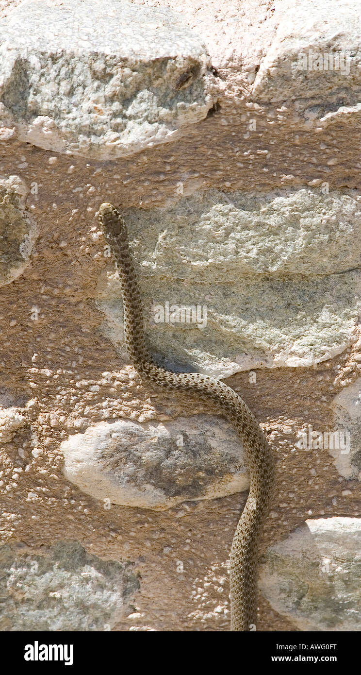Snake se mueve hacia arriba. Foto de stock