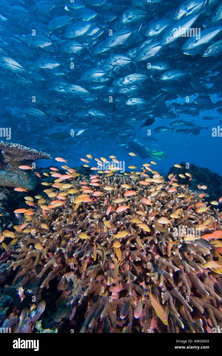 Diver y anthias a lo largo de arrecifes de coral y la escolaridad tomas patudo, Caranx sexfasciatus, Sipidan Isla, Malasia. Foto de stock