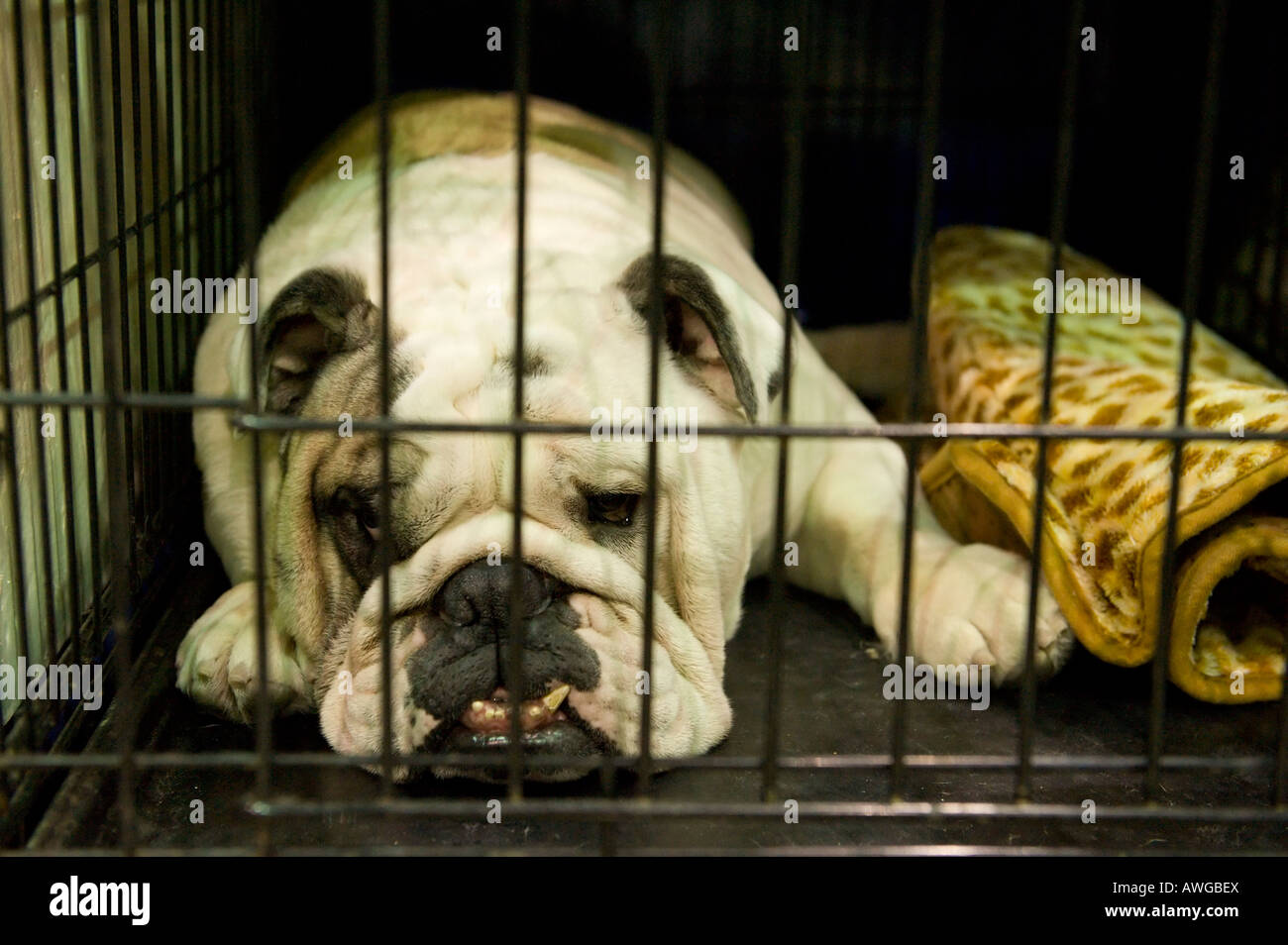 Olde English Bulldog en una perrera en el Detroit Kennel Club Dog Show en  Detroit, Michigan, EE.UU Fotografía de stock - Alamy