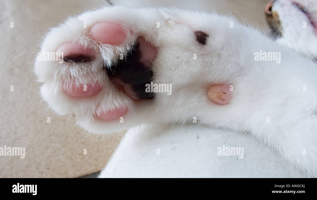 Mi Gato Gotea Agua Por La Boca Pieles de gato Fotos e Imágenes de stock - Página 5 - Alamy