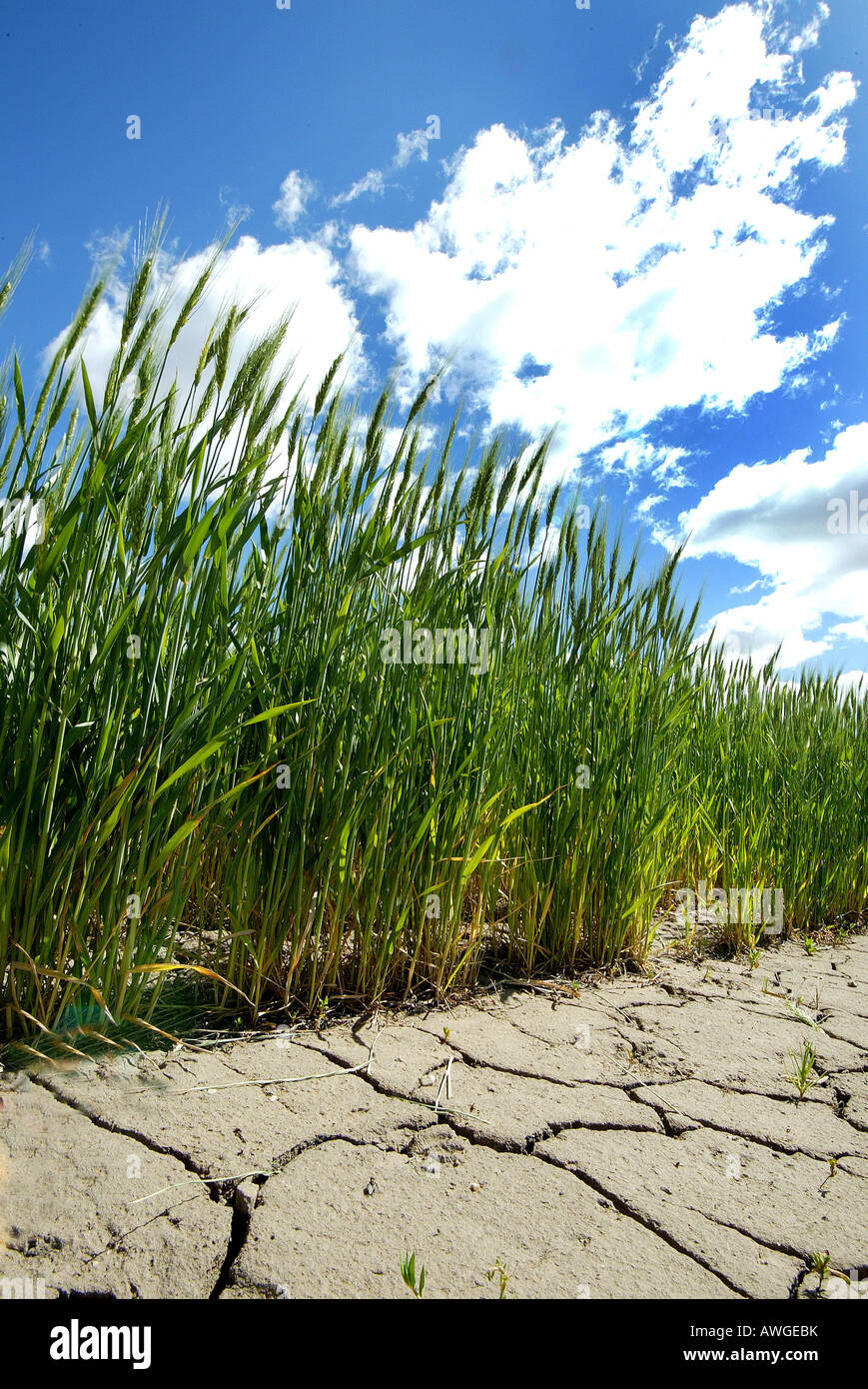 Enormes campos de nuevo tipo de trigo corto crecer debajo de Nebraska USA sky Foto de stock