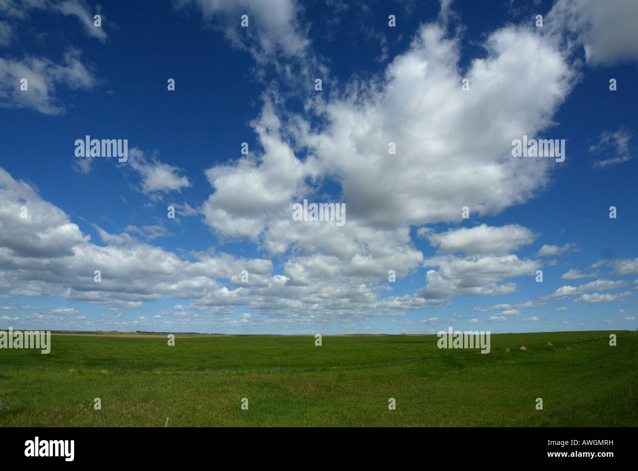 Enormes campos de nuevo tipo de trigo corto crecer debajo de Nebraska USA sky Foto de stock