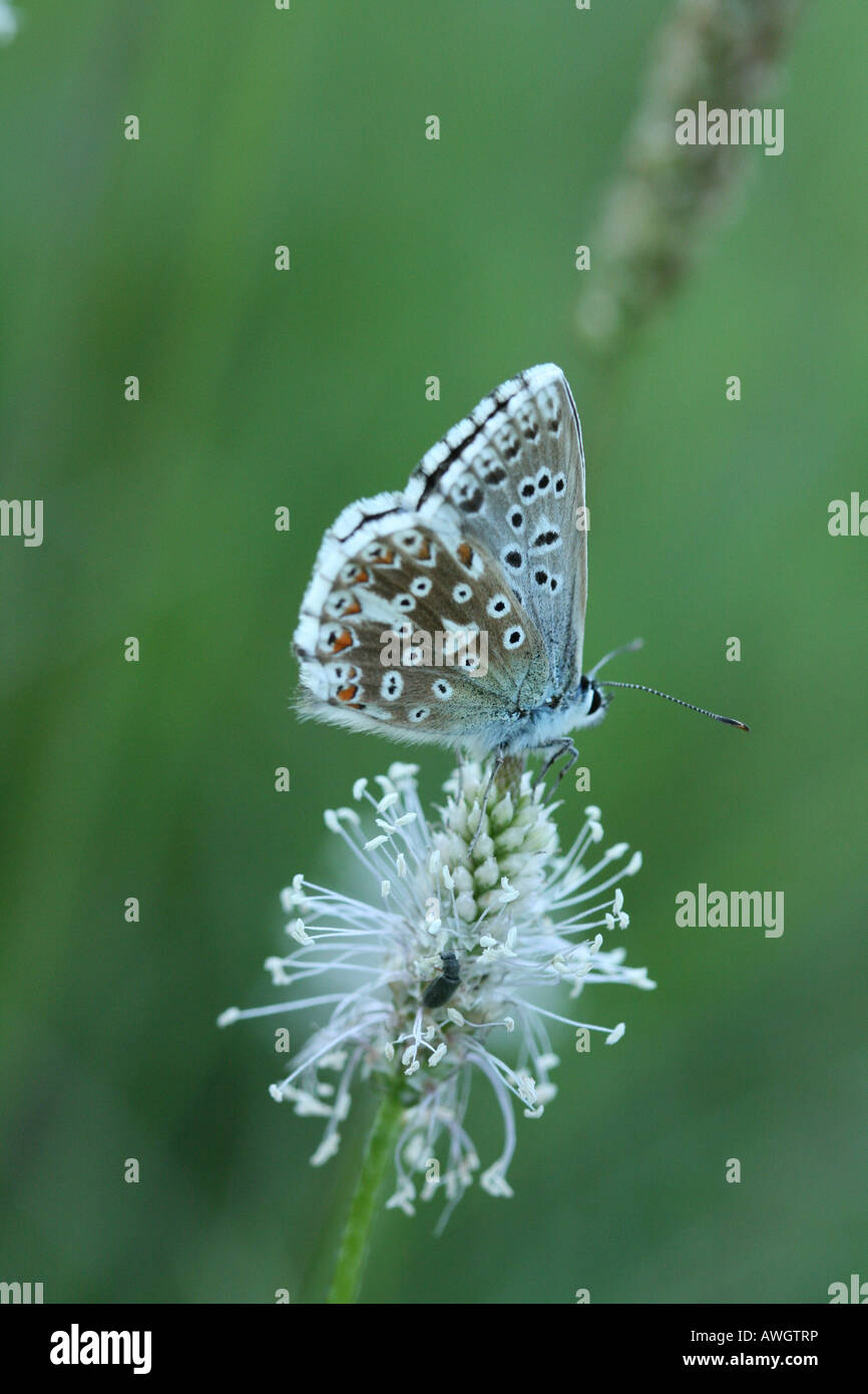 Chalk Hill Blue se asienta en floración timothy grass al atardecer a Srbsko en el Berounka en República Checa Foto de stock
