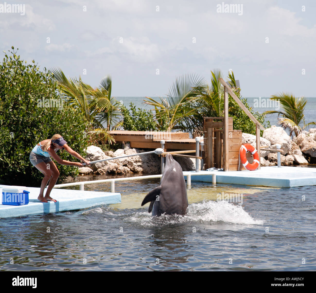 Entrenador de delfines en el trabajo en el Centro de Investigación de delfines en las llaves de Florida, EE.UU. Foto de stock