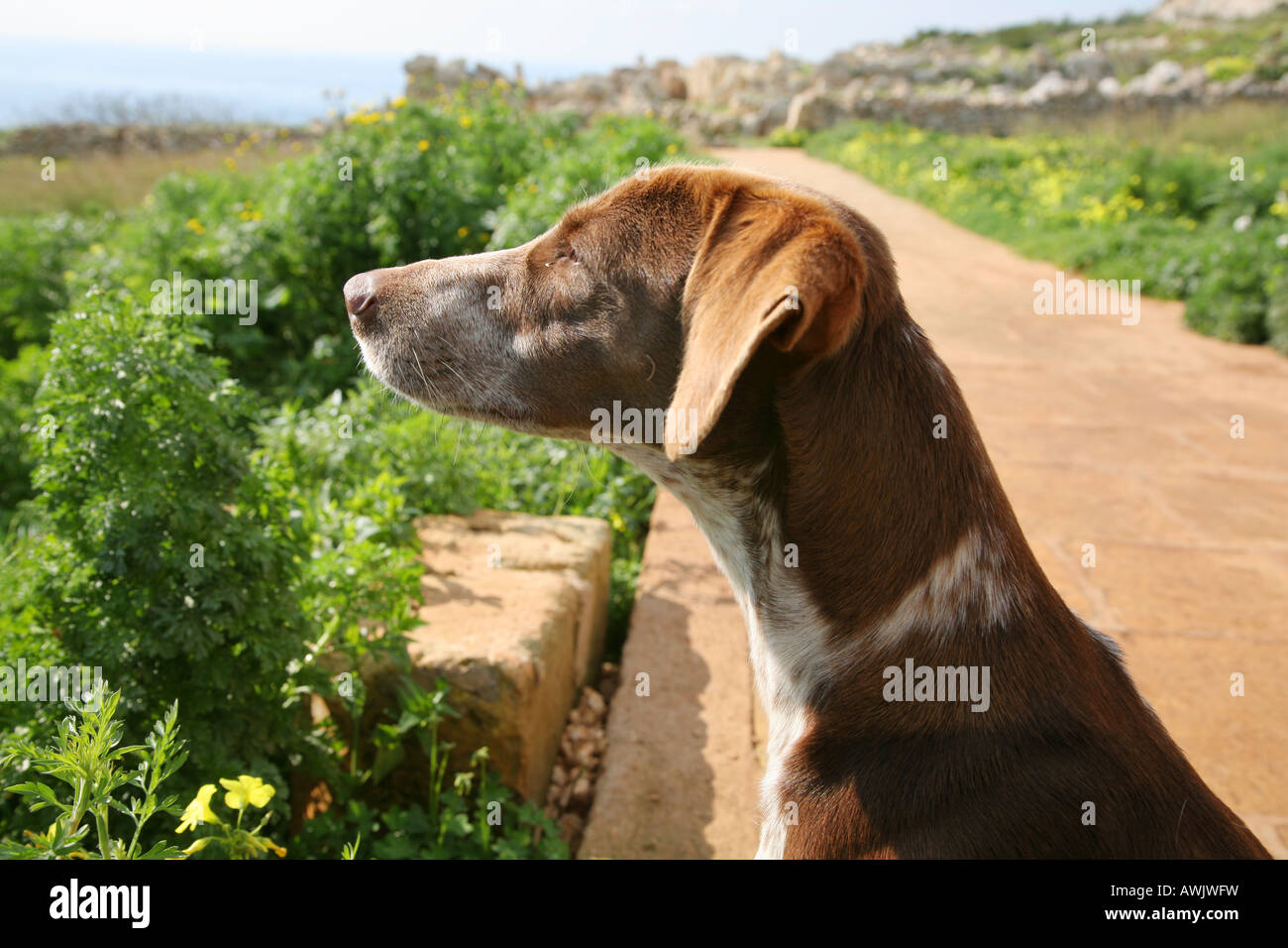 Un perro que guarda las ruinas antiguas en Malta Foto de stock