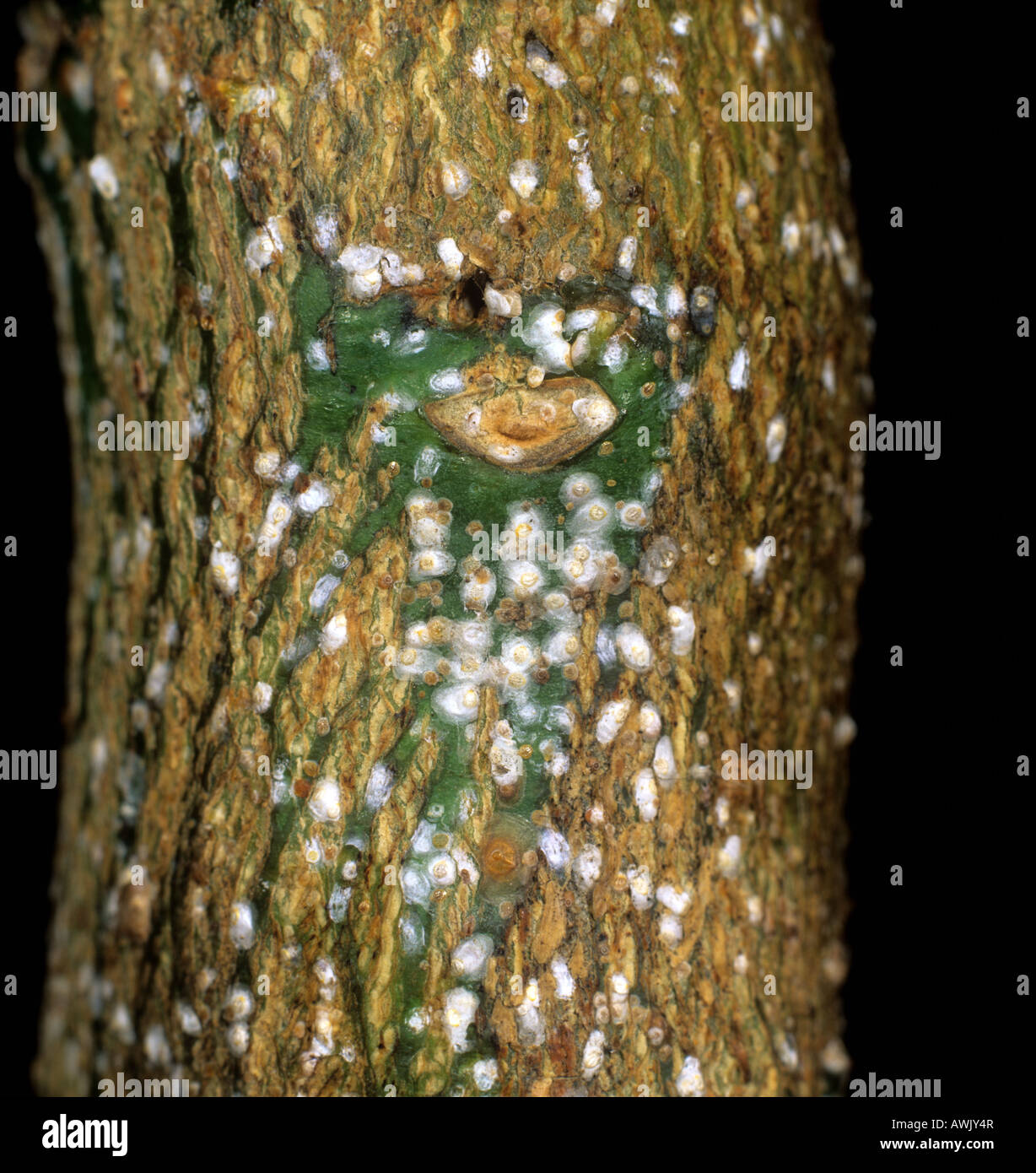 Scale insect Aspidiotus nerii blanco sobre la superficie de una madera de limón Foto de stock