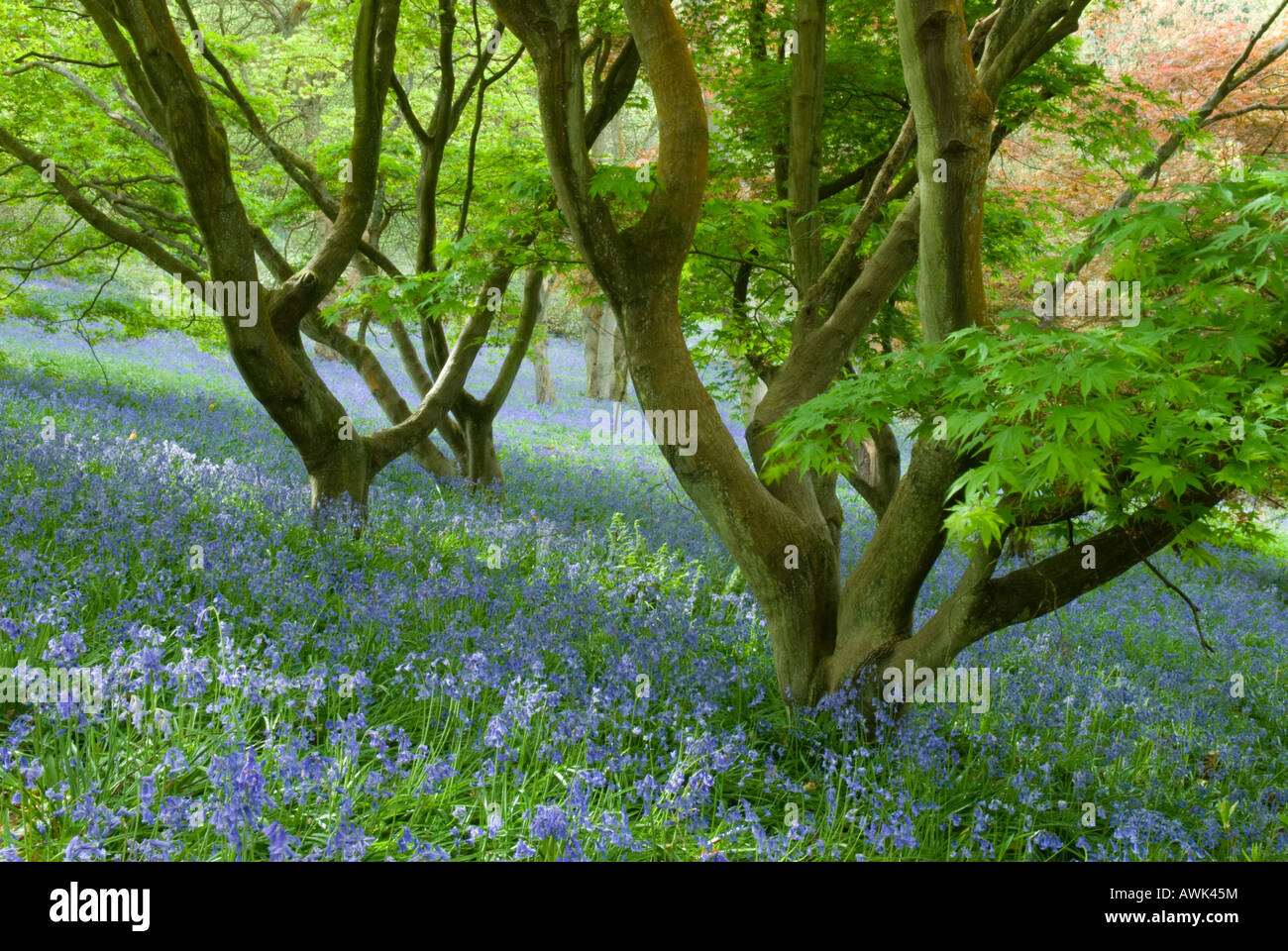 Alfombra de Bluebells bajo atractivos troncos de Acer palmatum, arces japoneses, Surrey, Reino Unido, abril Foto de stock