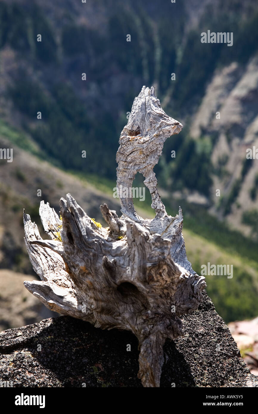 Los árboles muertos esqueléticos parecen extrañas criaturas de Table Mountain Alberta Canada Foto de stock