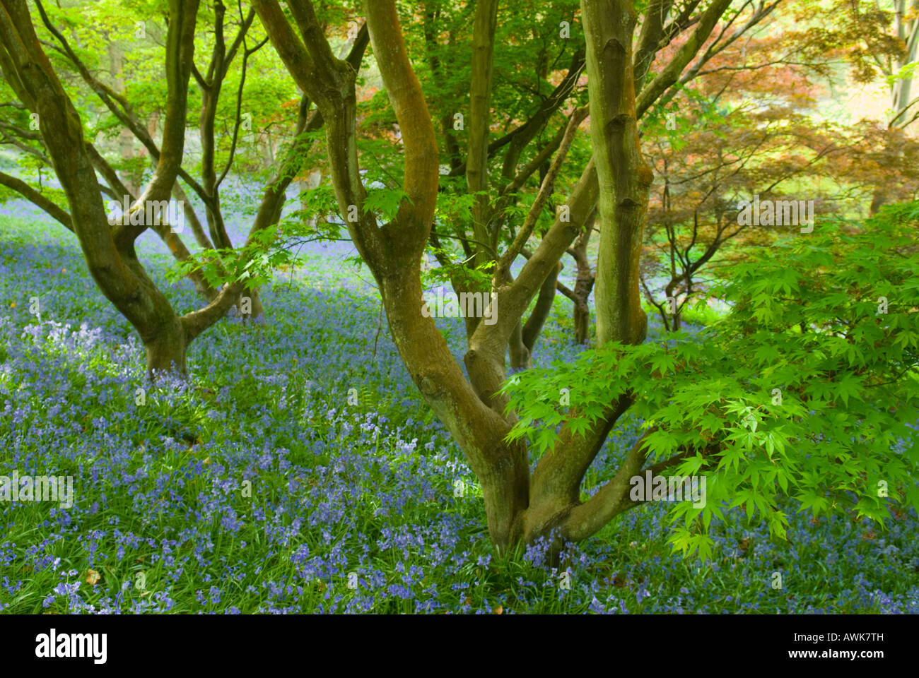 Acer palmatum y Bluebell Endymion no scriptus UK Abril Foto de stock